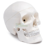 Human Skull Model